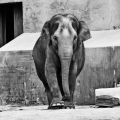 Self-confident elephant (Tierpark Hellabrunn, Munich)