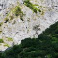 Koenigsee_August_2015-108.jpg